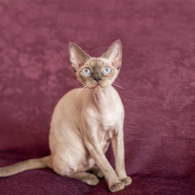 Siyam pürüzsüz saçlı kedisi kiraz renkli kanepeye oturur.