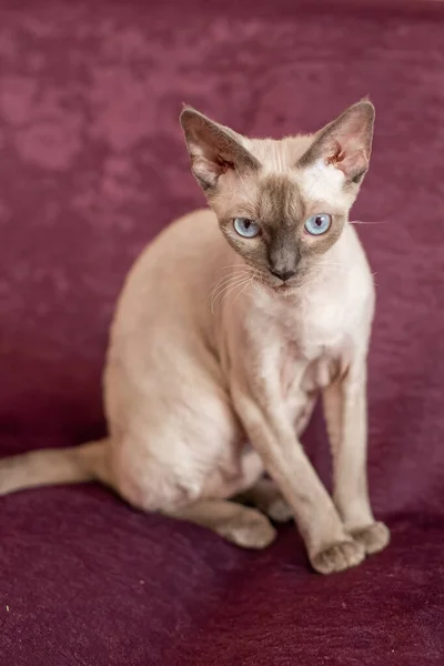 Siamés de pelo liso gato se sienta en color cereza sofá —  Fotos de Stock