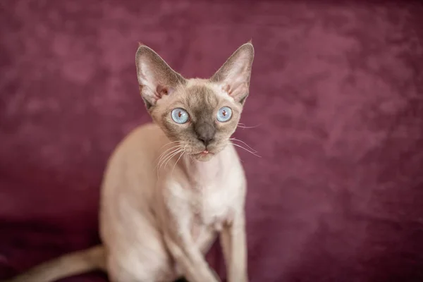 Siamese släthårig katt sitter på körsbärsfärgad soffa — Stockfoto