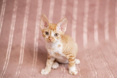 Bej çizgili kısa saçlı beyaz kedi bej bir yatak örtüsünde oturuyor..