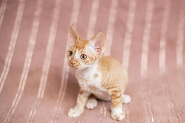 Kortharige witte kat met beige strepen zit op een beige sprei. — Stockfoto