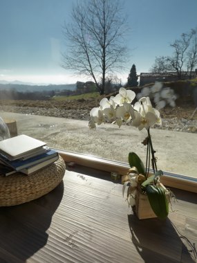 Arka plan doğa ile orkide