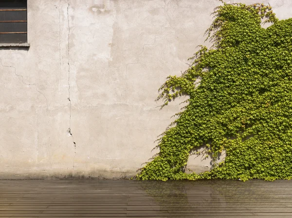 Betonová stěna s ivy — Stock fotografie