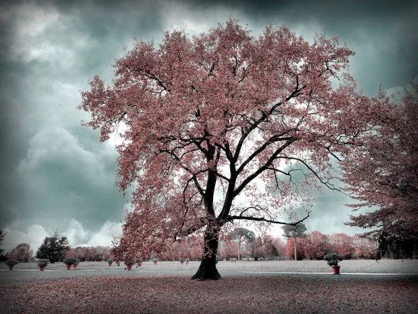 Ormanlık bir parkın gerçeküstü manzarası 