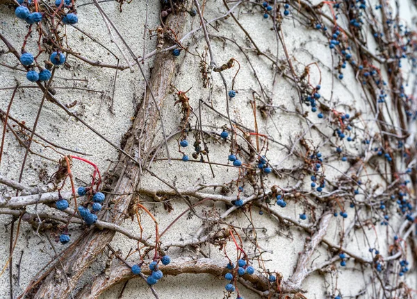 Struktura Zimních Břečťanových Větví Betonové Zdi — Stock fotografie