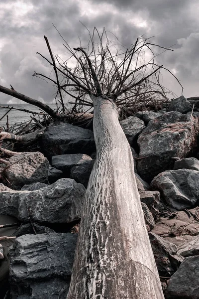 Paesaggio Marino Con Tronco Albero Sulle Rocce — Foto Stock