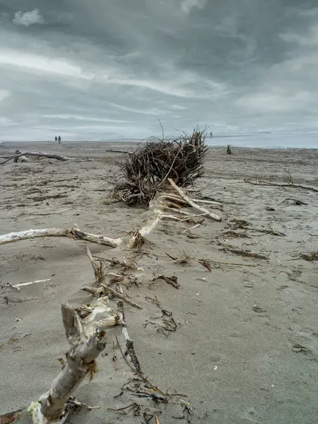 Paesaggio Una Spiaggia Invernale Con Tronco Albero — Foto Stock