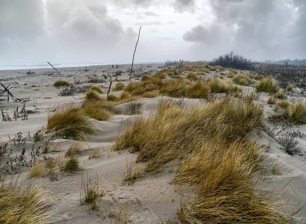 Paesaggio Una Spiaggia Invernale Con Dune Sabbia — Foto Stock