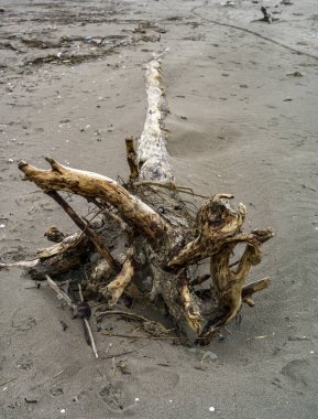 Kumun üzerinde ağaç gövdesi olan bir kış plajı manzarası. 