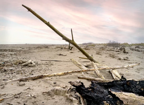 Paesaggio Una Spiaggia Invernale Con Tronchi Albero Sulla Sabbia — Foto Stock