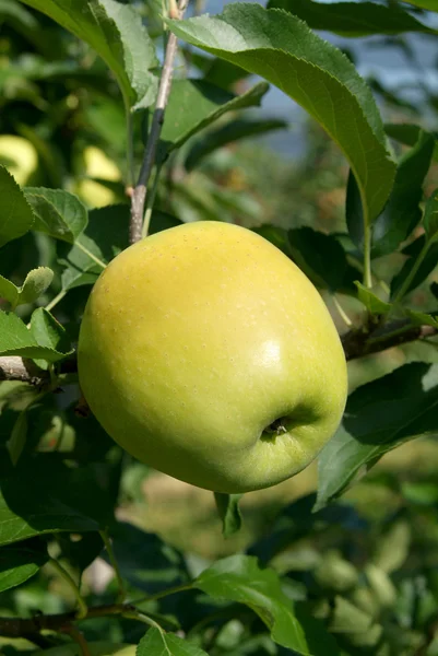 Manzanas —  Fotos de Stock