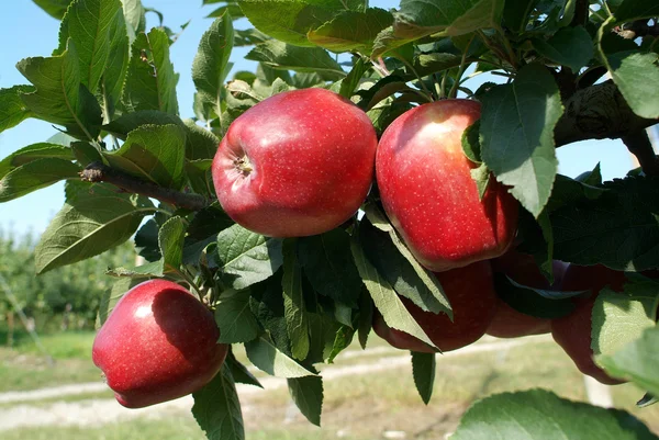 Manzanas —  Fotos de Stock