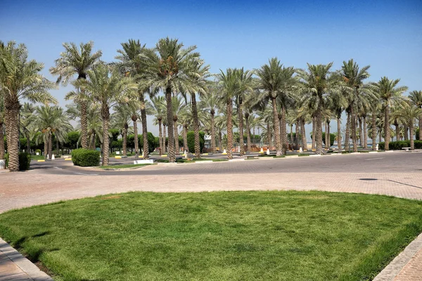 Palmiye ağaçları olan cadde