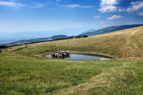 Berglandschap met grazende koeien — Stockfoto