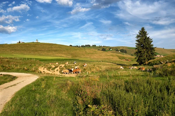 Berglandschap met grazende koeien — Stockfoto