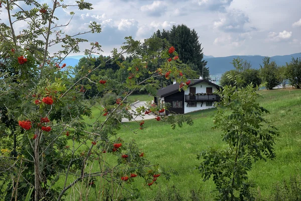 Horská krajina s rostlinou červené bobule — Stock fotografie