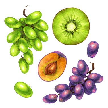Grafik ve web tasarımı, poster, kart, kitap, dekorasyon, paket üzerine meyvelerin el çizimi izole çizimi (erik, kivi, üzüm) beyaz arkaplan