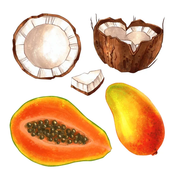 Illustrations Isolées Dessinées Main Fruits Noix Coco Mangue Papaye Sur — Photo