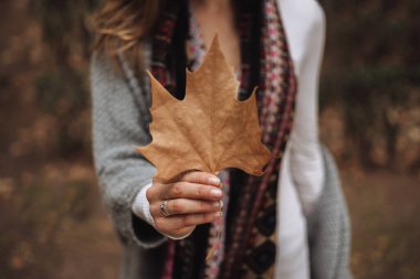 Sonbaharda kuru bir yaprak tutan güzel bir genç kızın eli. Seçici odak.