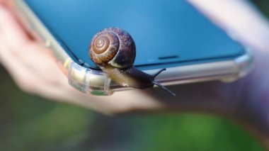 Salyangoz akıllı telefondan sürünür. Yavaş çevrimiçi bağlantıyı bir salyangoz olarak algıla