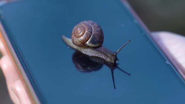 Concept slow smartphone as a snail. Snail crawling on glass of the phone