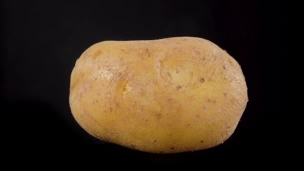 신선 한 노란색 감자가 천천히 피고 있다. 감자 롤링 매크로 — 비디오