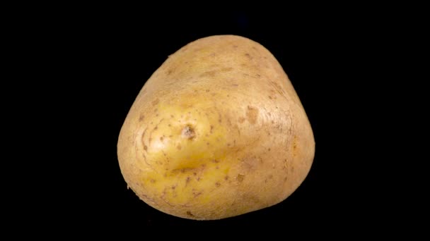 Kartoffeln rotieren langsam isoliert auf schwarzem Hintergrund. Große rohe Kartoffel — Stockvideo