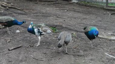 Kazlar, kayaların ve köklerin yakınındaki toprak bir çiftlikte avlanıyor ve yürüyor. Yüksek kalite 4k görüntü