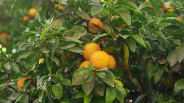 Turunçgillerden sarkan parlak olgun portakallara yakın çekim..