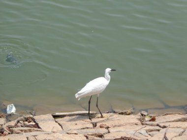 Göl altyapısı olan güzel bir turna kuşu.