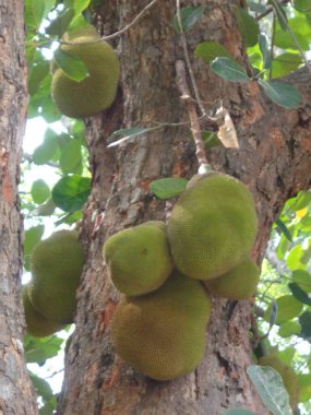 Bannerghatta Ulusal Parkı 'ndaki ağaçta sallanan meyveler.