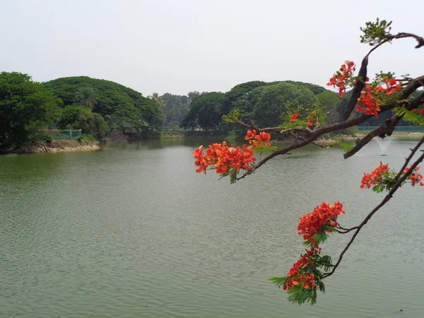 湖景美丽的鹤鸟 — 图库照片