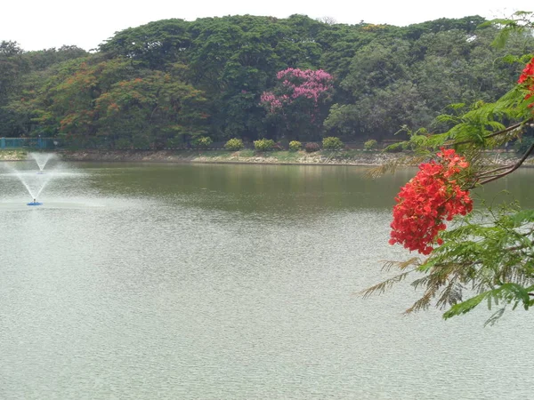 有树木背景的美丽湖景 — 图库照片