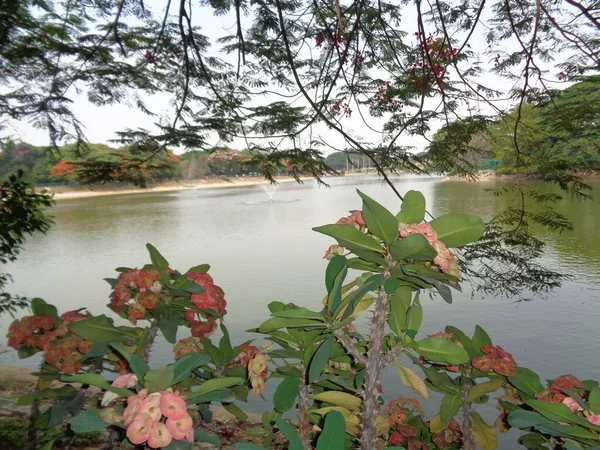 具有湖景背景的美丽树 — 图库照片
