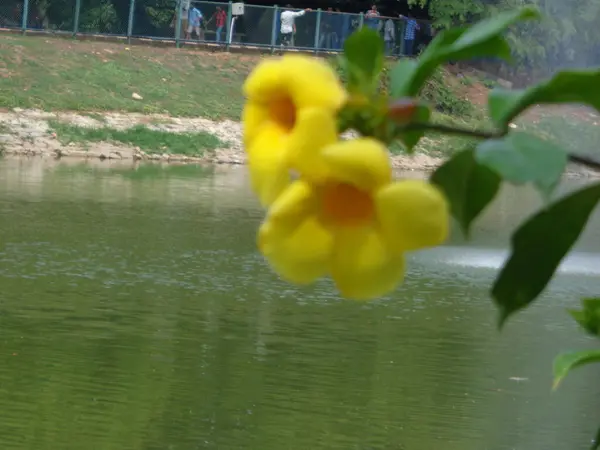 湖底美丽的花朵 — 图库照片