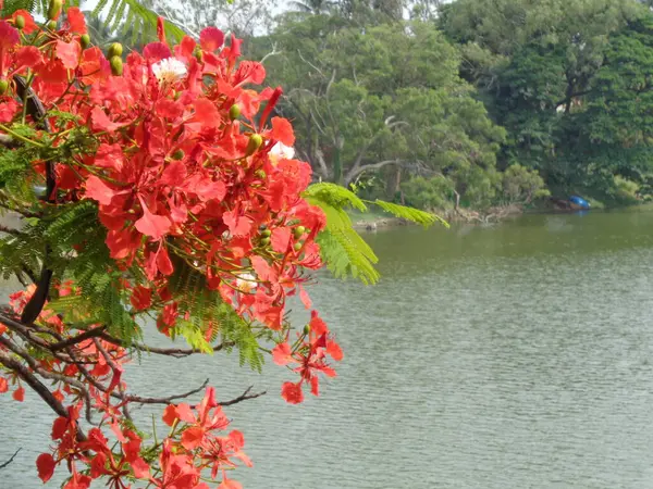 湖底美丽的花朵 — 图库照片