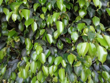 Renkli arkaplanı olan güzel bir yaprak