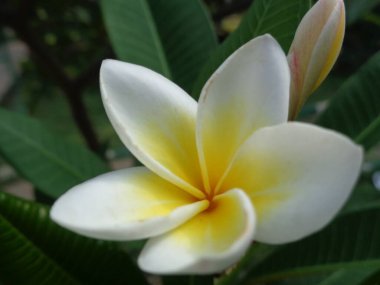 Renkli arkaplanı olan güzel bir çiçek