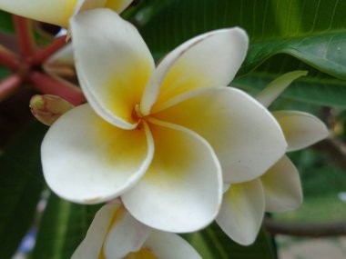 Renkli arkaplanı olan güzel bir çiçek