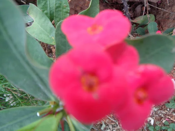 Hermosa Flor Con Fondo Colorido —  Fotos de Stock