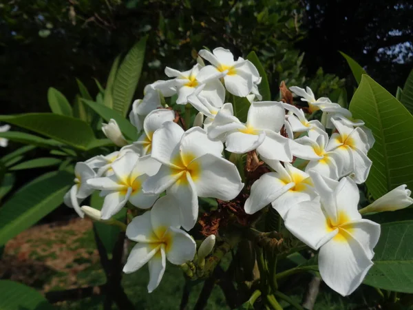 Hermosa Flor Con Fondo Colorido —  Fotos de Stock