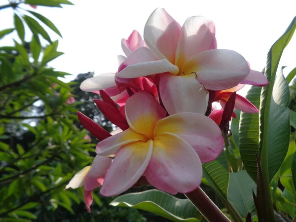 Schöne Blume Mit Buntem Hintergrund — Stockfoto