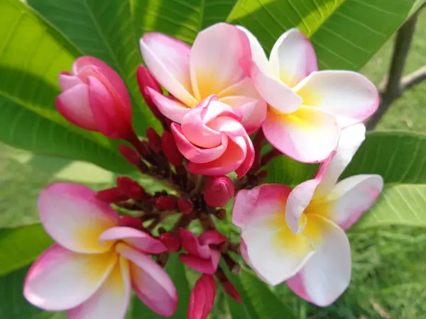 Hermosa Flor Con Fondo Colorido — Foto de Stock