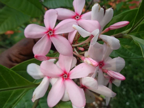 Schöne Bunte Blume Mit Blatthintergrund — Stockfoto