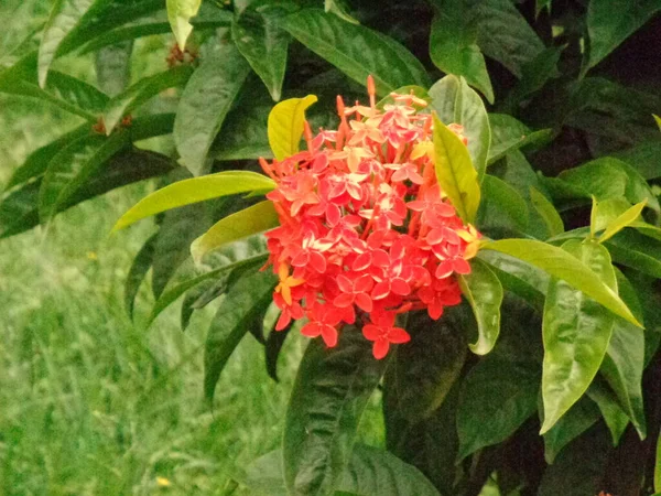 Yaprak Arkaplan Ile Güzel Renkli Çiçek — Stok fotoğraf