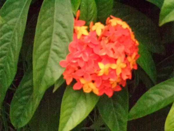 Schöne Bunte Blume Mit Blatthintergrund — Stockfoto