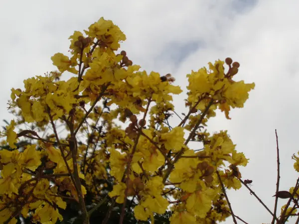 Красивый Цветущий Цветок Фоне Листьев — стоковое фото