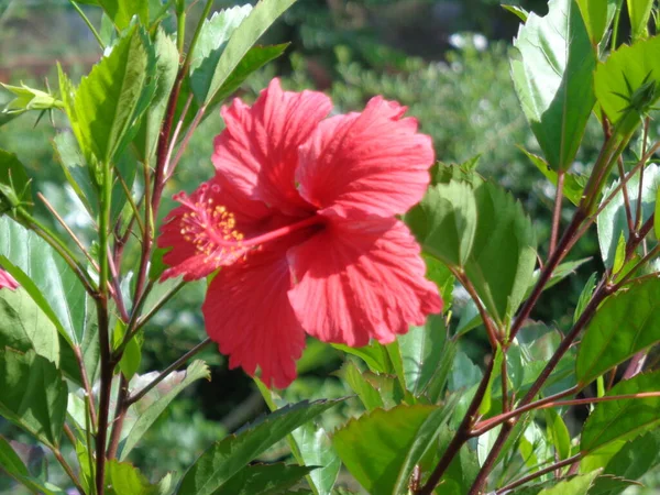 Belle Fleur Montrant Des Pétales — Photo