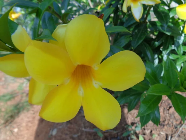 Bela Flor Mostrando Pétalas — Fotografia de Stock