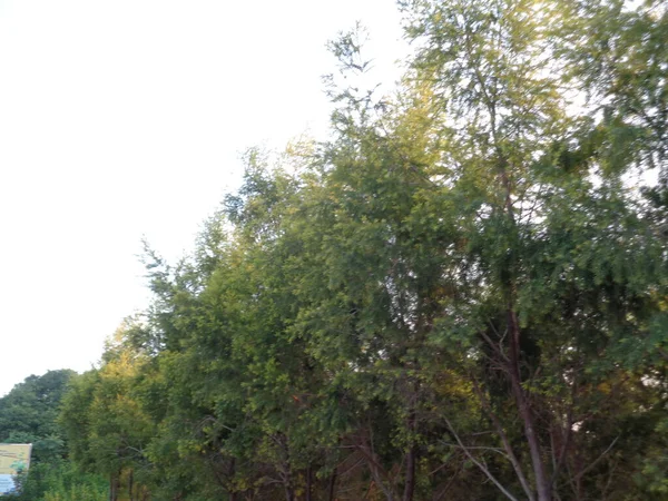 Gökyüzü Arkaplanlı Güzel Ağaç — Stok fotoğraf